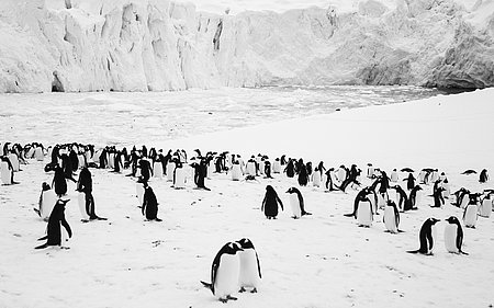 Szenebilder aus dem Film Rückkehr zum Land der Pinguine